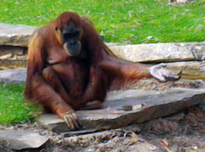 Oura-outan qumandant au zoo de la Boissire du
                Dor