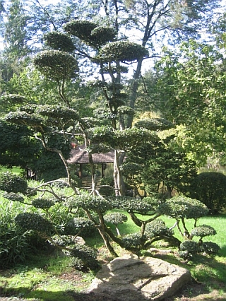 Un arbre typique du jardin de
                                Maulevrier en 2006.