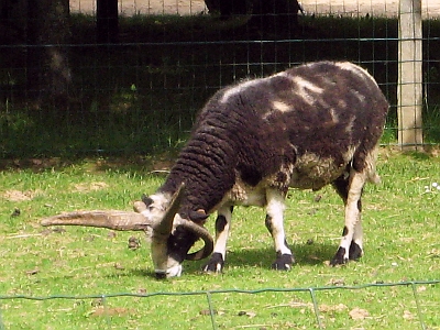 Race de moutons  quatre cornes.